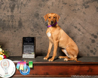 Rhodesian Ridgeback #R83 Sun Rally BNov New Title