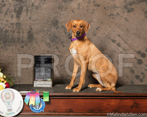 Rhodesian Ridgeback #R83 Sun Rally BNov New Title-SSR_7522-Lngvw2018-HR3