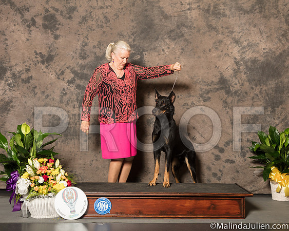 Doberman Family #10 Custom Sun-SSR_7545-Lngvw2018-HR3