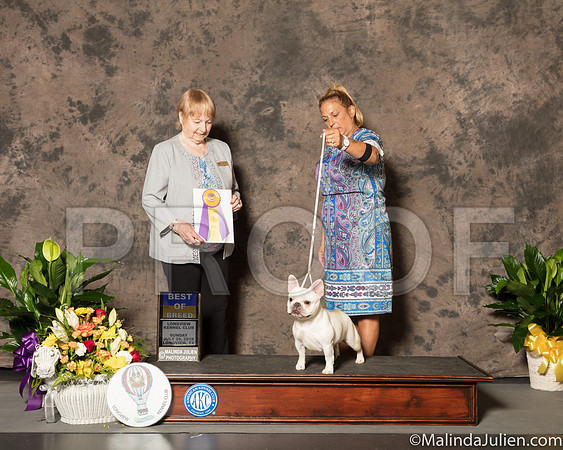 French Bulldog #30 Sun BOB Judge Ruth Rohrbach-SSR_7566-Lngvw2018-HR3