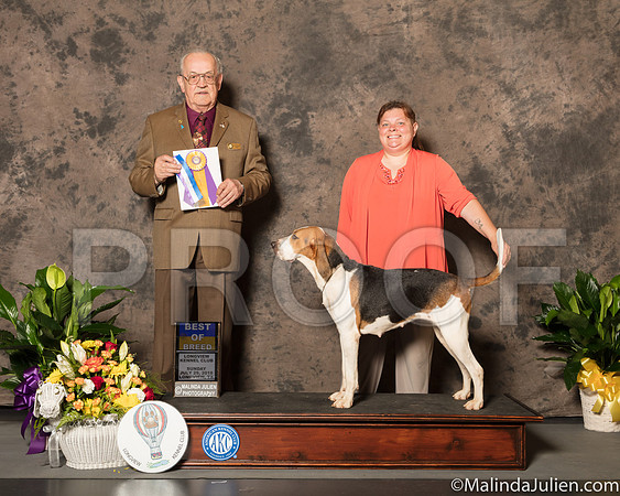 Treeing Walker #6 Sun BOB Judge Col Joe Purkhiser-SSR_7540-Lngvw2018-HR3