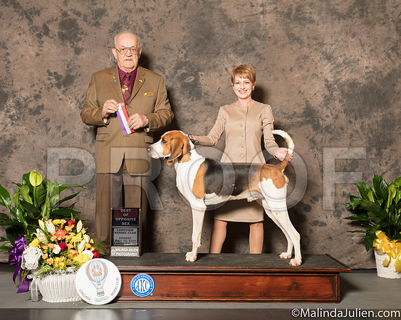 Treeing Walker #7 Sun BOS Judge Col Joe Purkhiser-SSR_7543-Lngvw2018-HR3