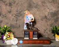 Dachshunds #5 #16 Sun BOW WB Judge Col Joe Purkhiser