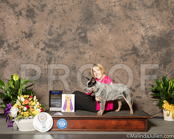 Australian Cattle Dog #5 Sun BOB Judge Dr Robert A lndeglia-SSR_7614-Lngvw2018-HR3