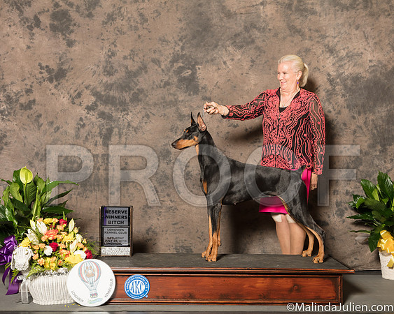 Doberman Pinscher #10? Sat RWB Judge Dr Robert A lndeglia-SSR_7627-Lngvw2018-HR3