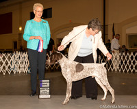 German Shorthaired Pointer #7 Sun WB BOS Judge Carol Tobin Murray