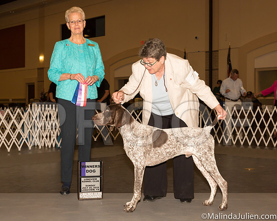 German Shorthaired Pointer #7 Sun WB BOS Judge Carol Tobin Murray-_ST_9254-Lngvw2018-HR3