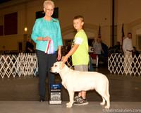 Labrador Retrieer #8 Sun BOW Judge Carol Tobin Murray