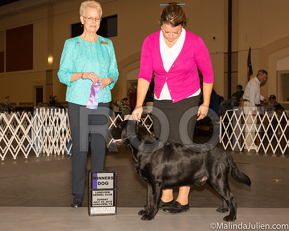 Labrador Retriever #9 Sun WD Judge Carol Tobin Murray-_ST_9256-Lngvw2018-HR3