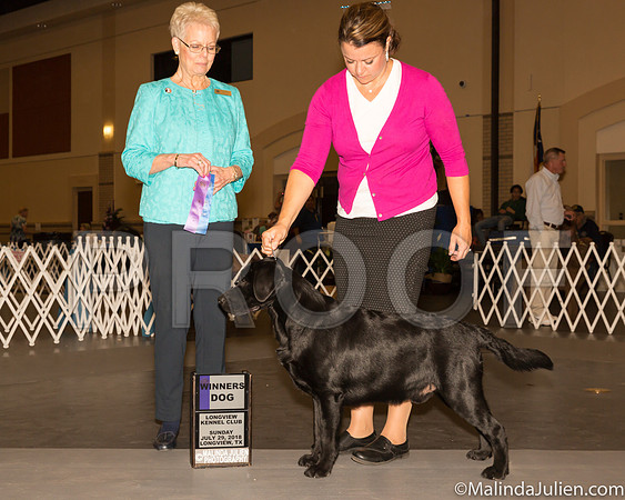 Labrador Retriever #9 Sun WD Judge Carol Tobin Murray-_ST_9257-Lngvw2018-HR3
