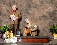 Miniature Pinscher #11 Sun BOB Judge Col Joe Purkhiser