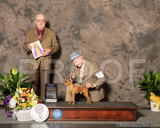 Miniature Pinscher #11 Sun BOB Judge Col Joe Purkhiser-SSR_7582-Lngvw2018-HR3