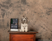 Poodle #O126 Fri OB New Beg Nov Title