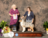 Australian Shepherd #6 Sun BOB Judge Ruth Rohrbach