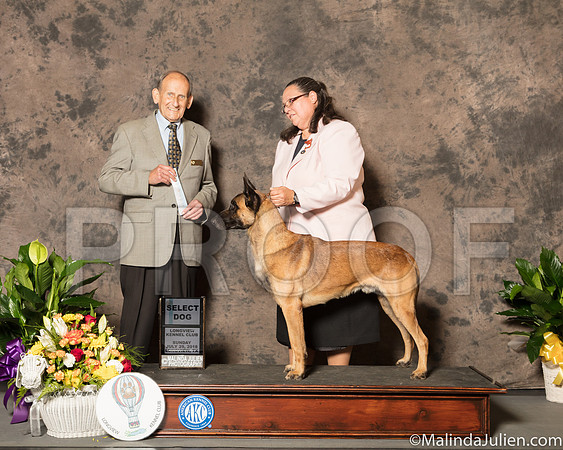 Belgian Malinois #17 Sun SD Judge Joe Gregory-SSR_7668-Lngvw2018-HR3