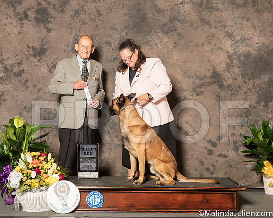 Belgian Malinois #17 Sun SD Judge Joe Gregory-SSR_7670-Lngvw2018-HR3