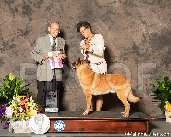 Belgian Malinois #21 Sun BOB Maj Judge Joe Gregory-SSR_7675-Lngvw2018-HR3