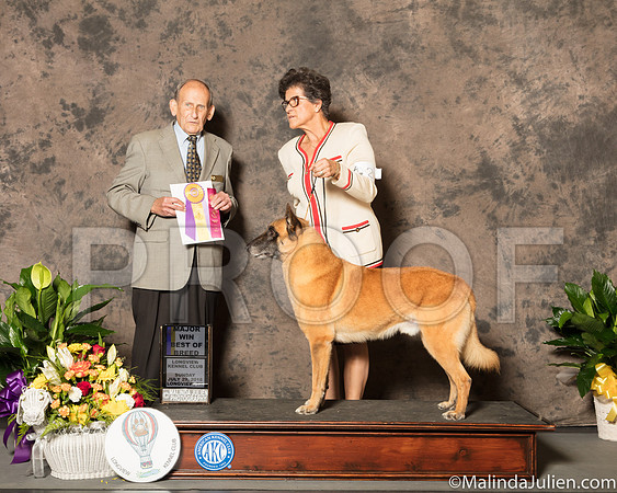 Belgian Malinois #21 Sun BOB Maj Judge Joe Gregory-SSR_7676-Lngvw2018-HR3