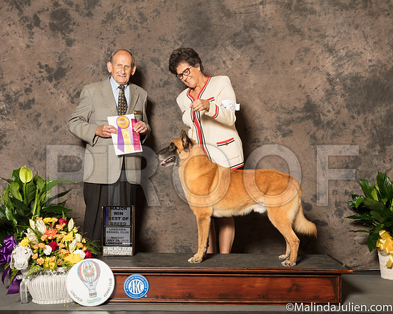 Belgian Malinois #21 Sun BOB Maj Judge Joe Gregory-SSR_7677-Lngvw2018-HR3