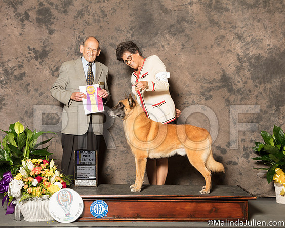 Belgian Malinois #21 Sun BOB Maj Judge Joe Gregory-SSR_7679-Lngvw2018-HR3