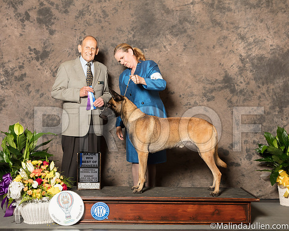 Belgian Malinois #9 Sun BOS Maj Judge Joe Gregory-SSR_7666-Lngvw2018-HR3