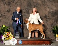 Boxer #5 Sun WD NCh Judge Joe Gregory