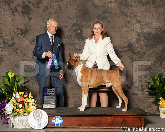 Boxer #5 Sun WD NCh Judge Joe Gregory-SSR_7637-Lngvw2018-HR3