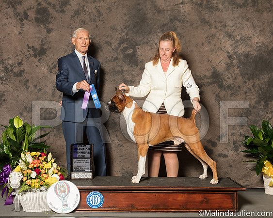 Boxer #5 Sun WD NCh Judge Joe Gregory-SSR_7639-Lngvw2018-HR3