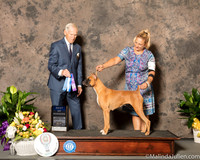Boxer #6 Sun BOW Judge Joe Gregory