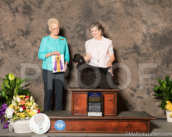 Cocker Spaniel Black #6 Sun BOB Bronze Ch Judge Carol Tobin-SSR_7654-Lngvw2018-HR3