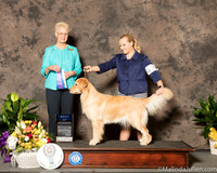 Golden Retriever #22 Sun BOW Judge Carol Tobin
