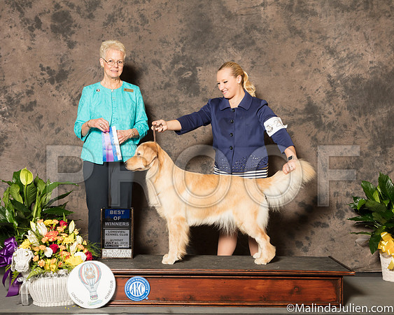 Golden Retriever #22 Sun BOW Judge Carol Tobin-SSR_7661-Lngvw2018-HR3