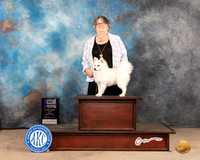 American Eskimo #18 Fri WBM Judge Thomson Stanfield Jr