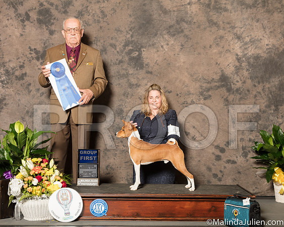 Basenji #5 Sun G1 Judge Col Joe Purkhiser-SSR_7687-Lngvw2018-HR3