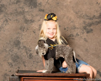 Bedlington Terrier Tracey Gustafson Custom
