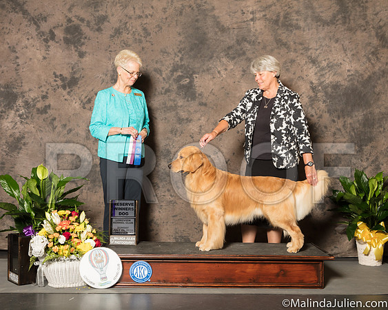 Golden Retriever #8 Sun BOS Judge Carol Tobin Murray-SSR_7719-Lngvw2018-HR3