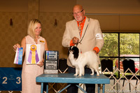 Japanese Chin #9 Sun BOB NCh Judge Evalyn Gregory