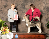 Alaskan Malamute #8 Sun PG1 Judge Ruth Rohrbach