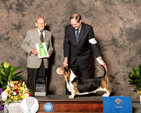 Basset Hound #5 Sun Best Vet Judge Dr ROBERT INDEGLIA