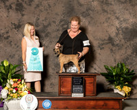 Border Terrier #6 Sun OHBIS Judge Evalyn Gregory