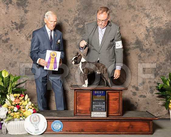 Boston Terrier #11 Sun BOB Judge Joe Gregory-SSR_7788-Lngvw2018-HR3
