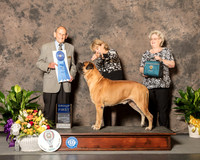 Bullmastiff #5 Sun G1 Judge Dr Robert A lndeglia