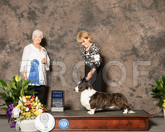 Cardigan Welsh Corgi #7 Sun G1 Judge Murrel Purkhiser-SSR_7739-Lngvw2018-HR3