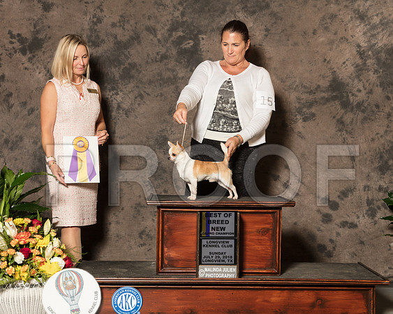 Chihuahua #15 Sun BOB NGrCh Judge Evalyn Gregory-SSR_7884-Lngvw2018-HR3
