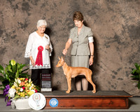 Cirneco dell'Etna #6 Sat G2  RESHOOT Judge Murrel Purkhiser