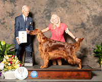 Irish Setter #6 Sun OHG4 Judge Joe Gregory