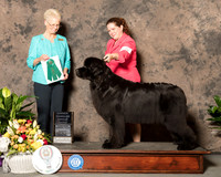 Newfoundland #6 Sun OHG3 Judge Carol Tobin Murray