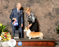 Pembroke Welsh Corgi #25 BOS Maj Judge Joe Gregory