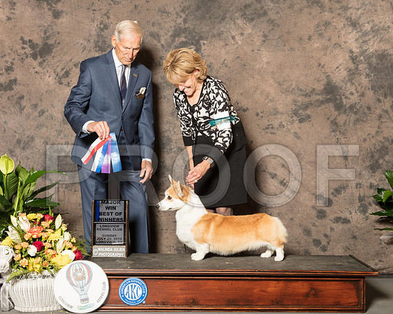 Pembroke Welsh Corgi #25 BOS Maj Judge Joe Gregory-SSR_7835-Lngvw2018-HR3
