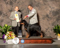 Rottweiiler #6 Sun G3  Judge Dr Robert A lndeglia
